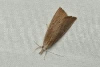 Calamotropha paludella