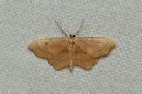 Idaea emarginata