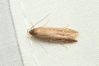 Limnaecia phragmitella