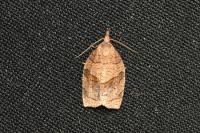 Pandemis dumetana