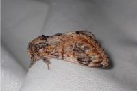 Notodonta tritophus