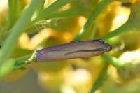 Oncocera semirubella
