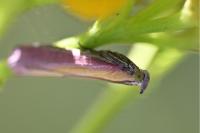 Oncocera semirubella