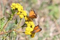 Pyronia tithonus