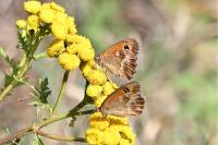 Pyronia tithonus