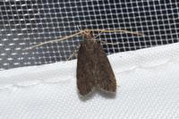 Homaloxestis briantiella