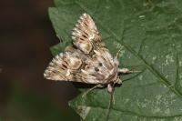 Calophasia lunula