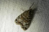 Eudonia mercurella