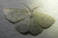 Cabera exanthemata