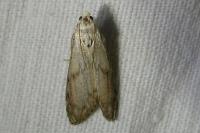 Aphomia sociella