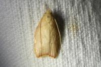 Carcina quercana