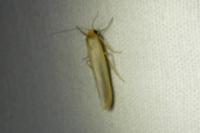 Manulea complana