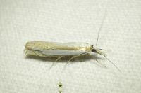 Crambus pascuella