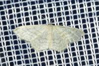 Idaea subsericeata