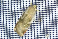 Noctua janthe/janthina