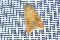 Mythimna albipuncta
