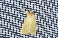 Mythimna pallens