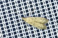 Phycitodes