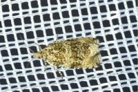 Celypha lacunana