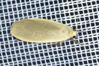 Collita griseola