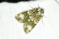 Craniophora ligustri