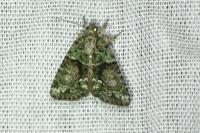 Cryphia algae