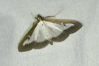 Cydalima perspectalis