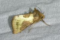 Diachrysia stenochrysis