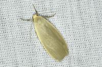 Collita griseola