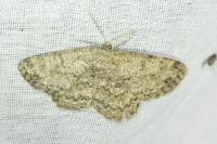 Hypomecis punctinalis