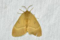 Lasiocampa quercus