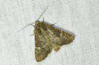 Mesapamea secalella/secalis
