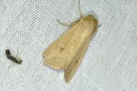 Mythimna ferrago