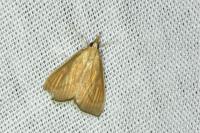 Nascia cilialis