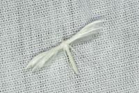Pterophorus pentadactylus
