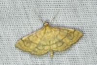 Anania verbascalis
