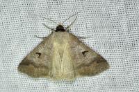 Lygephila pastinum