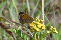 Pyronia tithonus