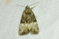 Mesoligia furuncula