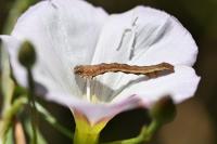 Emmelia trabealis