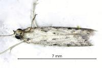 Phycitodes inquinatella