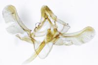 Phycitodes inquinatella