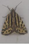 Emmelia trabealis