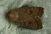 Hoplodrina octogenaria