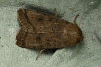 Hoplodrina octogenaria