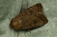 Hoplodrina octogenaria