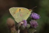 Colias crocea