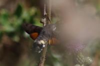 Macroglossum stellatarum