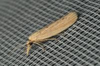 Ematheudes punctella