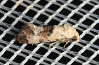 Cochylis hybridella